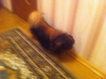 Pekines