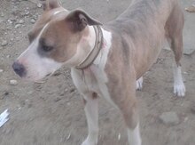 Pitbul
