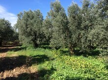 8 sot torpaq sahəsi, qəsəbə,binəqədi