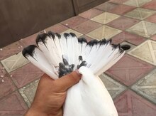 Göyərçin