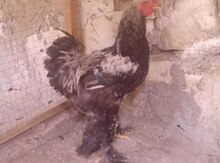 Brama xoruzu