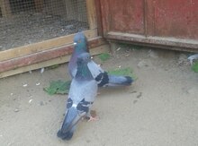 Göyərçinlər