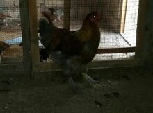 Brama toyuqları