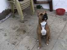 Pitbul