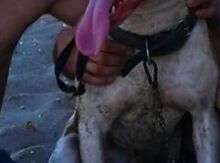 Pitbul