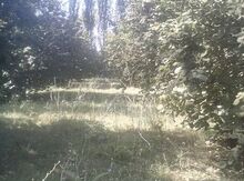 25 sot torpaq sahəsi, Oğuz r.