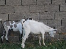 Rusiya keçiləri