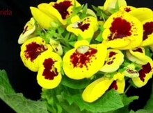 Carceolaria