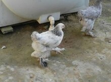 Brama