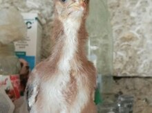 Heyratı cücələr