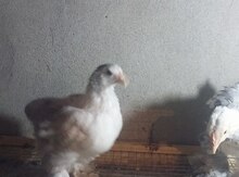Brama cücələri