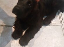 Koker spaniel