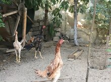 Heyratı xoruzu