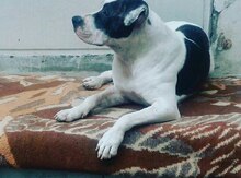 Pitbul