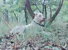 Alabay