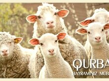 Quzular