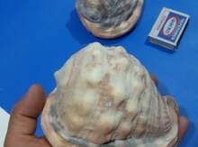 Balıq qulağı