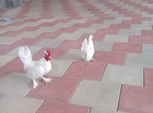 Quşlar