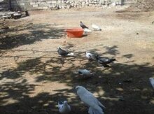 Göyərçin