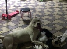 Cütləşdirmək üçün Pitbul