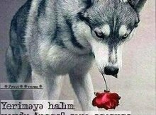 Xanımla tanış olmaq istəyirəm