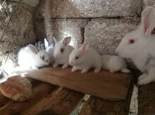 Dovşan balaları