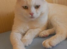 Шотланский вислоухий кот на вязку