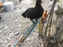 Yaponka quşları