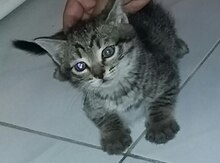Pişik balası etibarlı əllərə verilir