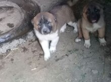 Çoban iti