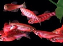 "Danio" balıqları