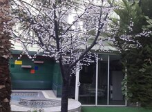 İşiqlı ağac