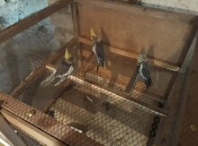 Tutuquşu "Corella"