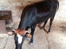Danalar