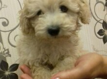 Pudel