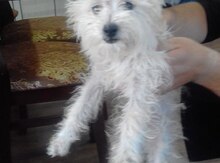 Pudel