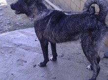 Qafqaz ovçarkası
