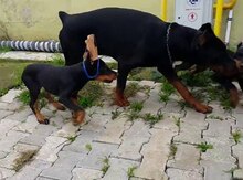 Doberman