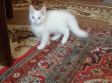 Türk anqorı