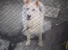 Layka