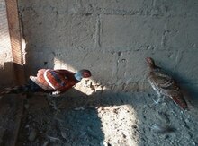 Quşlar