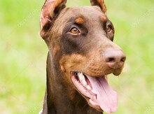 Doberman (cütləşdirmək üçün)