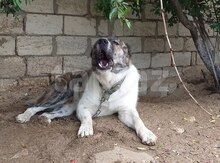 Çoban iti balaları
