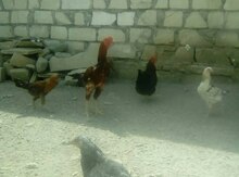 Heyratı xoruzu