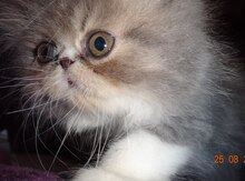 Персидский котенок