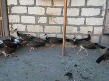 Quşlar