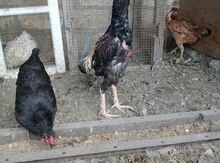 Heyratı