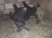 Qırqovul