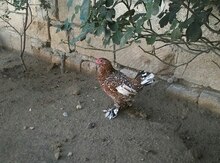 Yaponka toyuqları