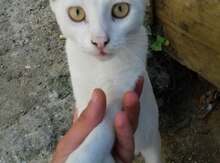Pişik etibarlı əllərə verilir